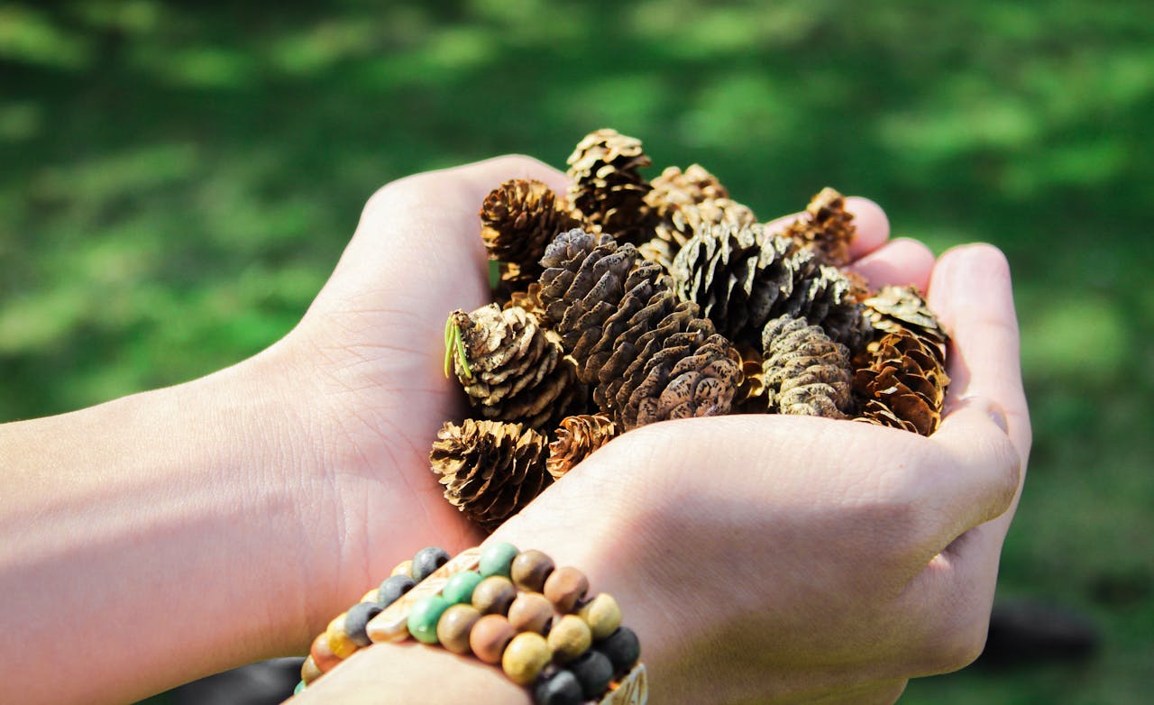 Pine Cones